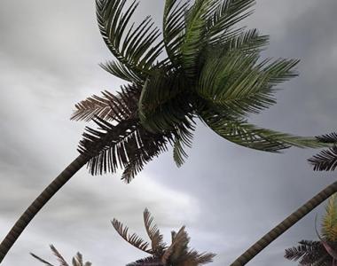 Trees blowing in the breeze with a dark sky above